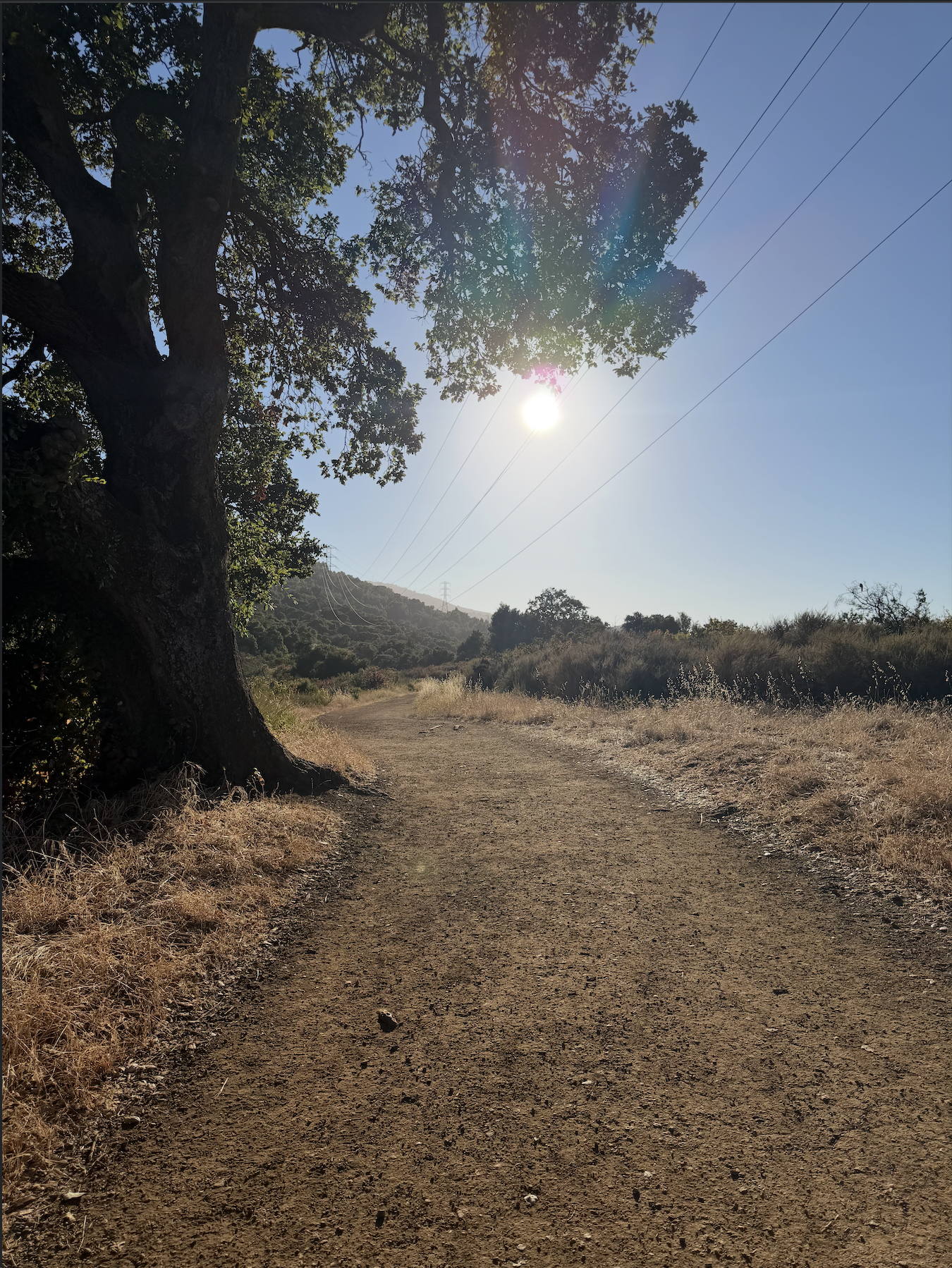 Dirt path curving past a large oak, sun low through the branches